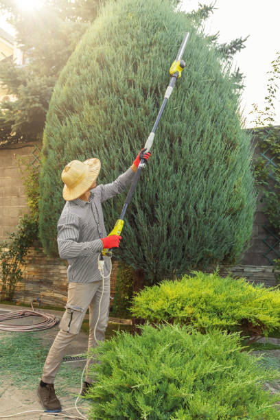 Best Tree Disease Treatment  in Woodcrest, CA